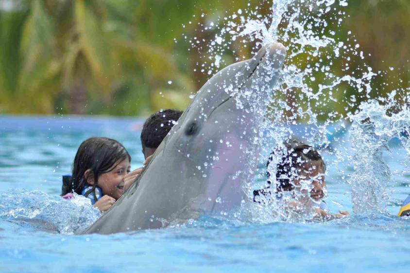 Dolphin Swim Playa del Carmen