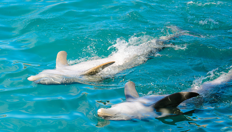 Delphinus Primax-Xel-Ha