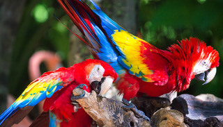 Xcaret Plus
