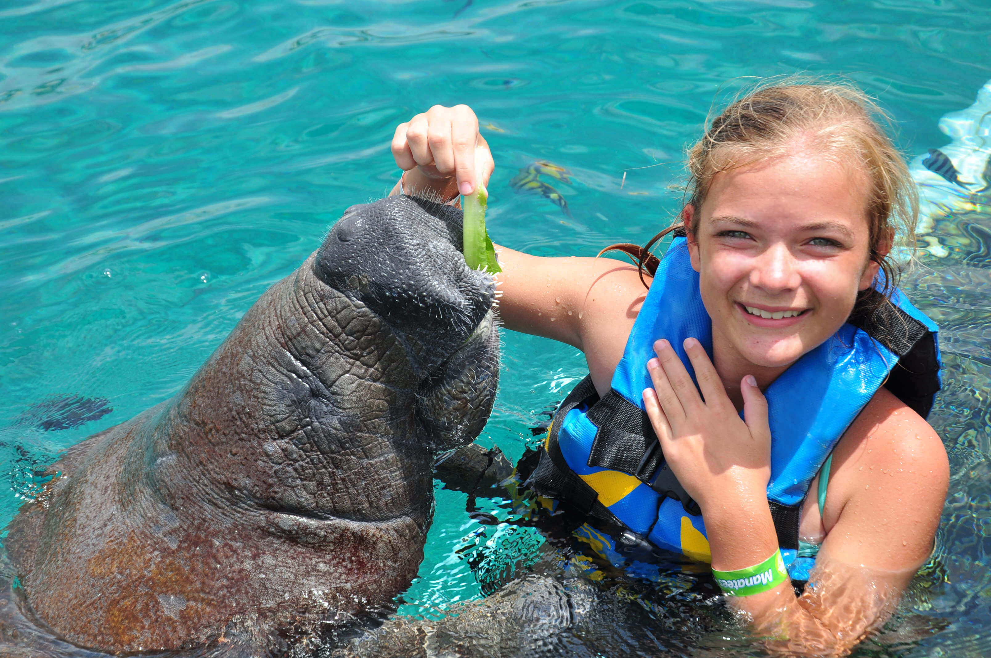 Manatee Encounter