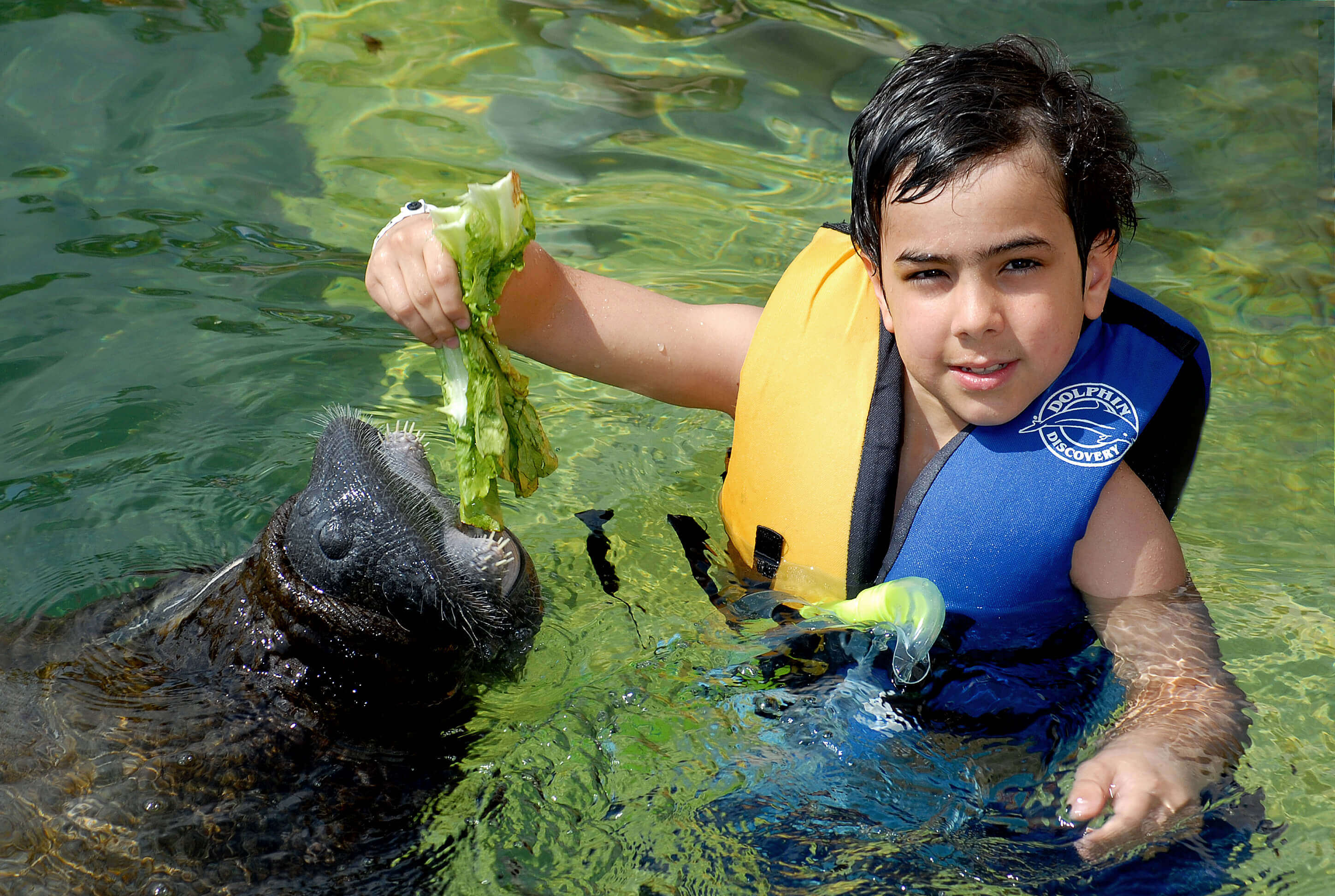 Manatee Encounter