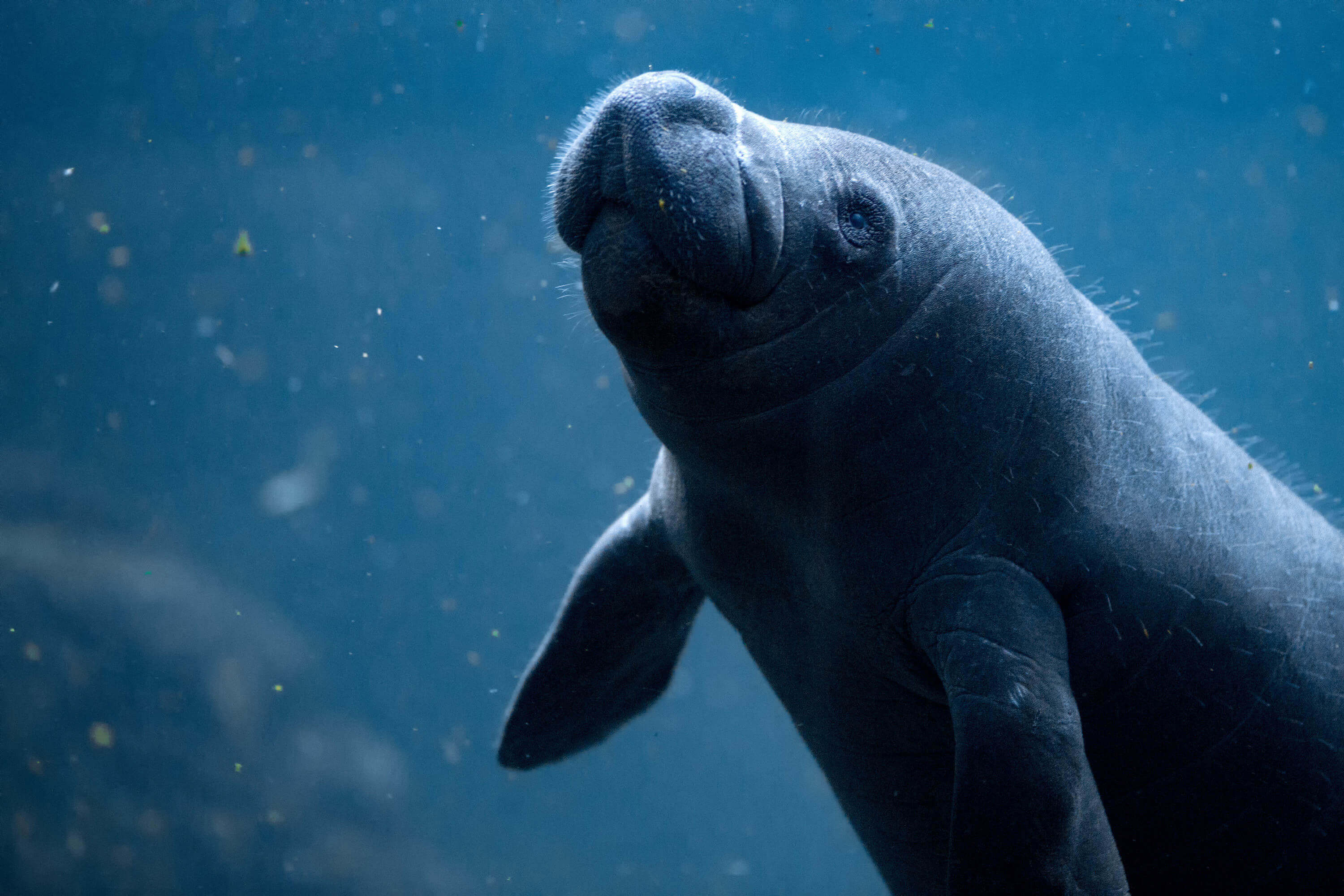 Manatee Encounter