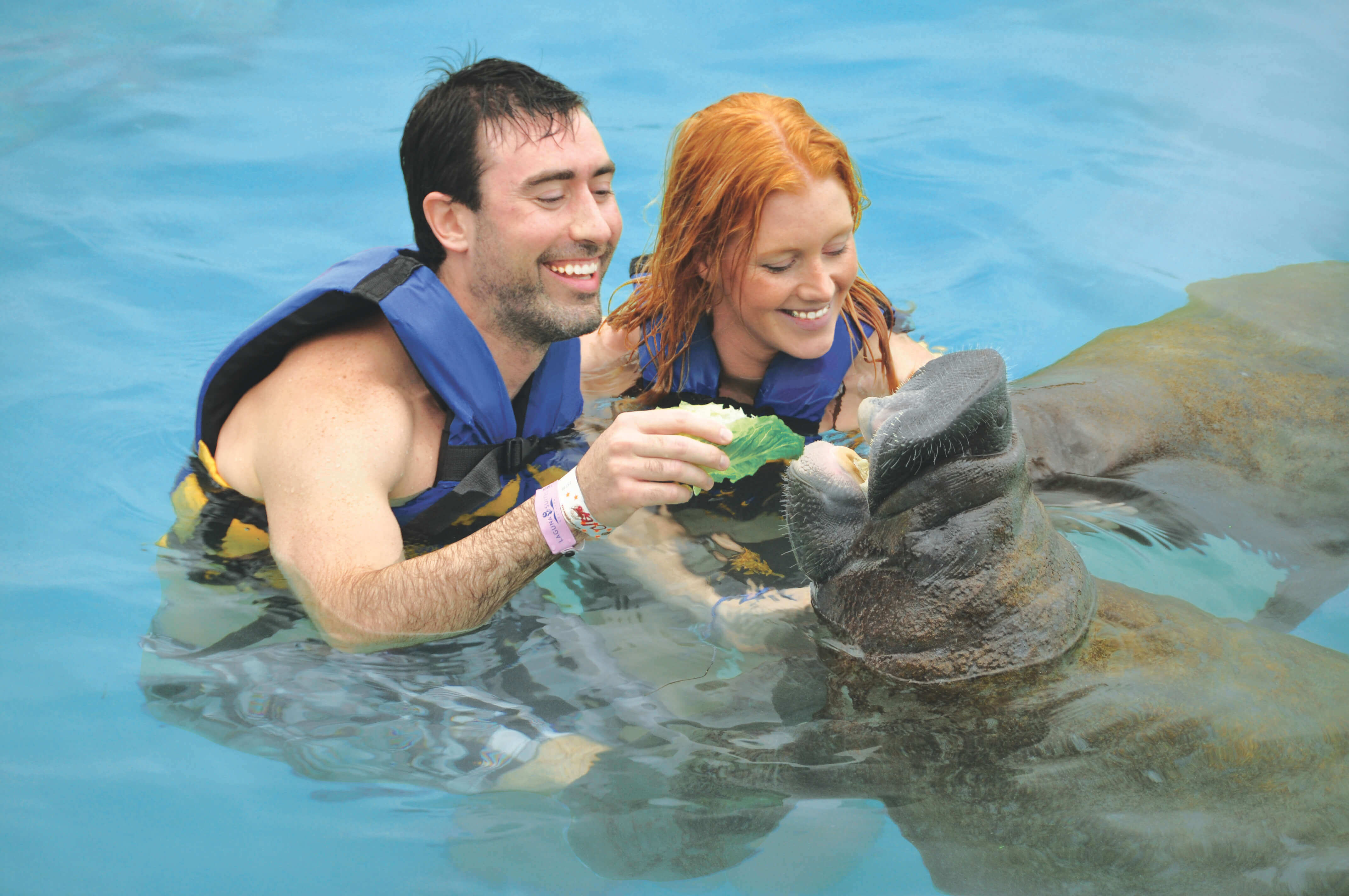 Manatee Encounter