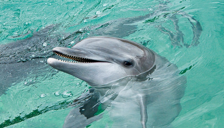 Delphinus Primax-Xel-Ha