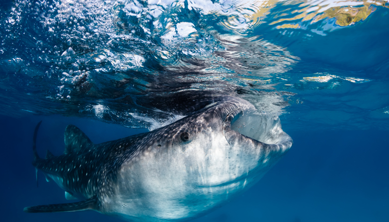 Whale Shark Adventure